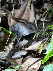 Dendrophidion clarkii
