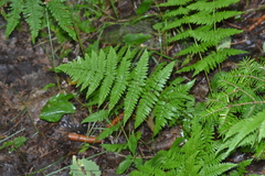 Dryopteris × triploidea