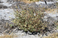 Perityle crassifolia robusta