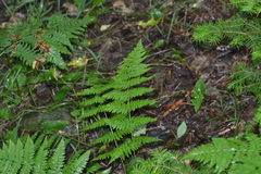 Dryopteris × triploidea