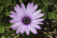 Dimorphotheca jucunda