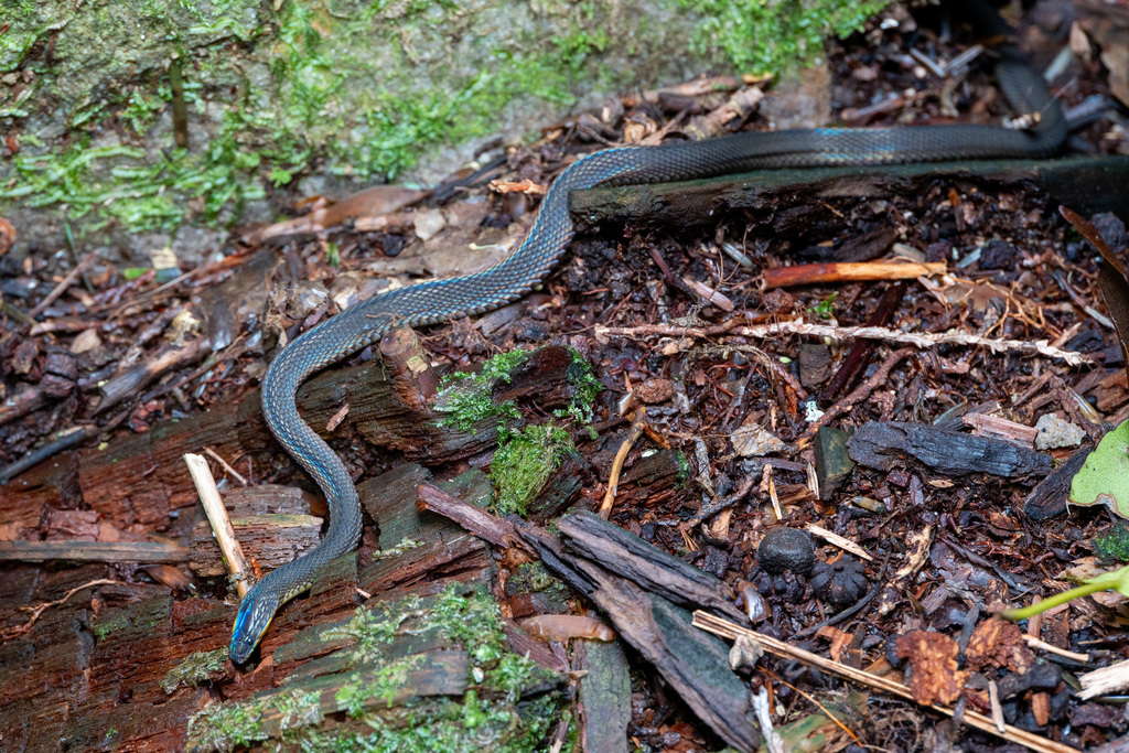 Formosa Odd-scaled Snake from 台灣台中市 on June 21, 2023 at 08:08 PM by ...