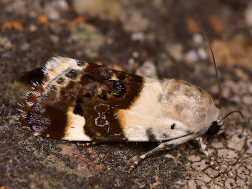 Pale Shoulder