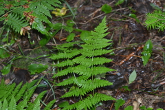 Dryopteris × triploidea