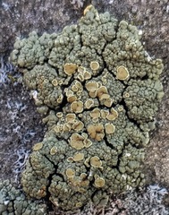 Rhizoplaca opiniconensis