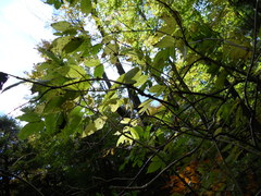 Sambucus racemosa racemosa