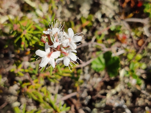 Rhododendron tomentosum observed 2023-07-02
