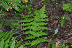 Dryopteris × triploidea