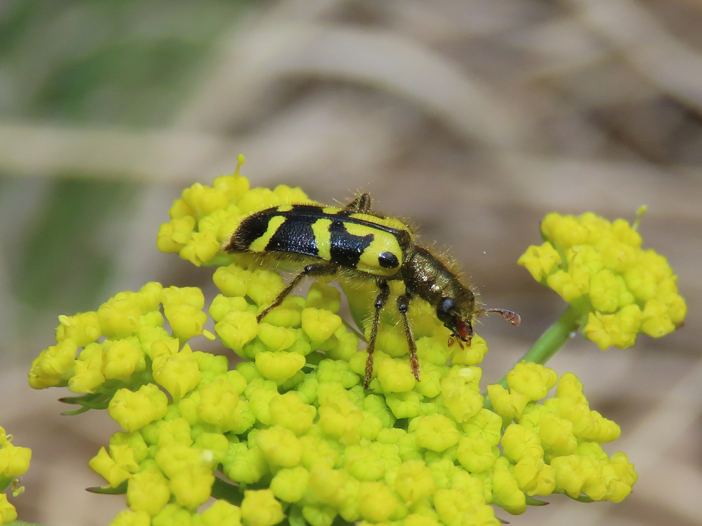 Common Checkered Beetle