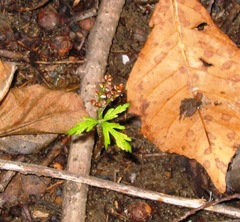 Botrychium angustisegmentum