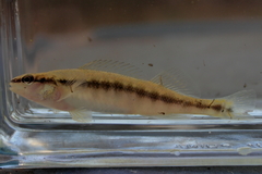 Percina nigrofasciata