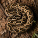 Siamese Russell's Viper - Photo (c) Matt Clancy, some rights reserved (CC BY-NC), uploaded by Matt Clancy