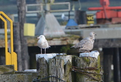 Larus argentatus × hyperboreus