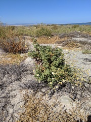 Perityle crassifolia robusta