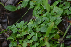 Prunella vulgaris vulgaris