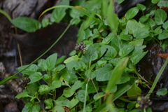 Prunella vulgaris vulgaris