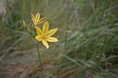 Triteleia ixioides ixioides
