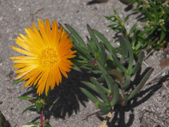 Lampranthus explanatus