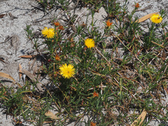 Lampranthus explanatus