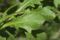 Dimorphotheca jucunda