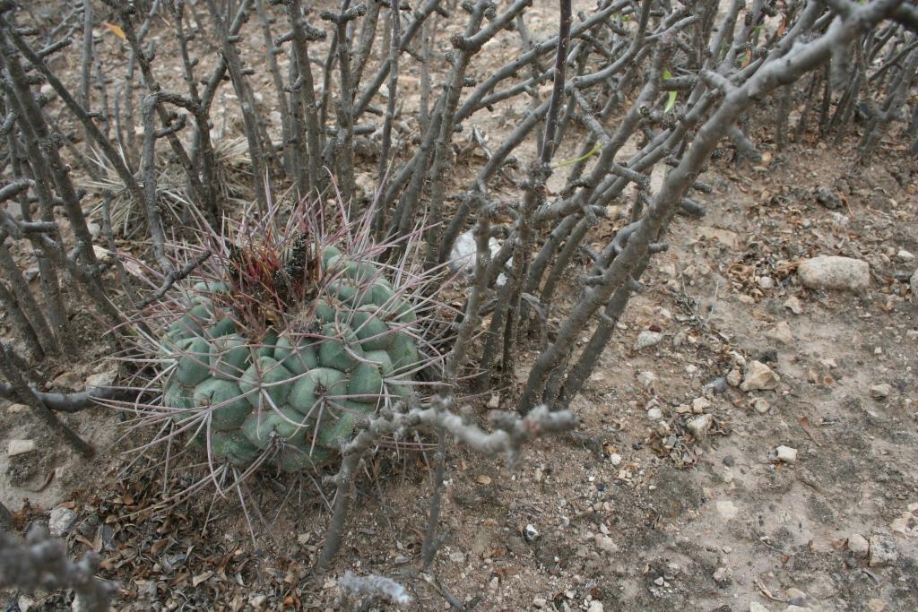 Thelocactus hexaedrophorus ssp. lloydii