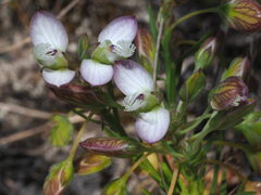 Polygala dasyphylla