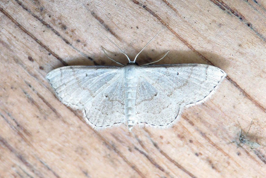 Ptychamalia nigricostata