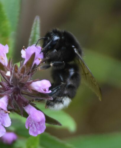 Broken-belted Bumblebee
