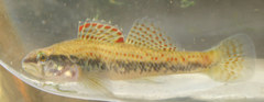 Etheostoma edwini