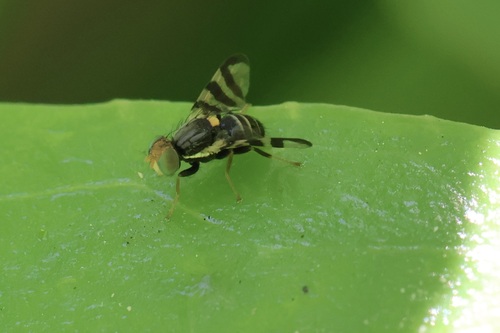 Rhagoletis berberis