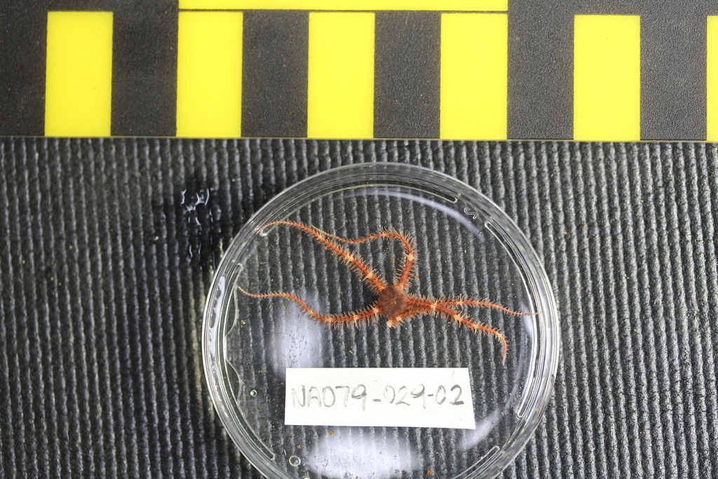 Ophiacanthina