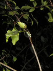 Izatha peroneanella