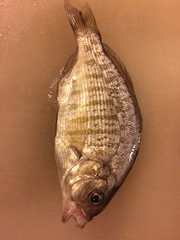 Amphistichus argenteus