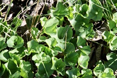 Dichondra occidentalis