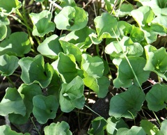 Dichondra occidentalis