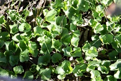 Dichondra occidentalis