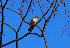 Pycnonotus sinensis sinensis