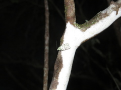 Izatha peroneanella