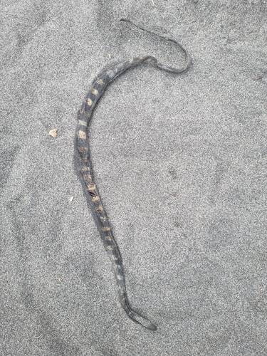 Hydrophis fasciatus observed 2023-07-03