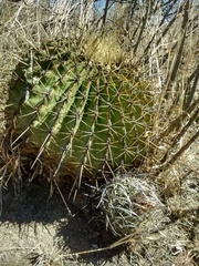 Ferocactus histrix