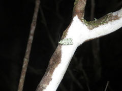 Izatha peroneanella