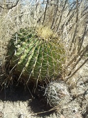 Ferocactus histrix