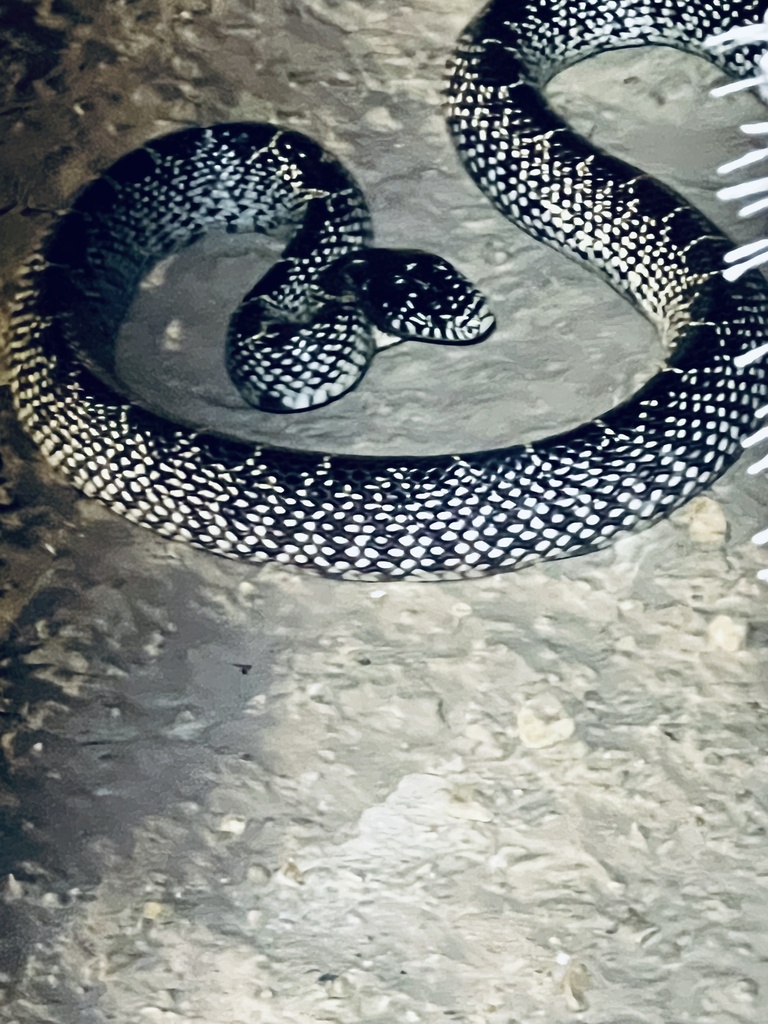 Desert Kingsnake from Big Lake, TX, US on July 2, 2023 at 09:17 PM by ...