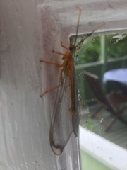 Nymphidae
