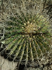 Ferocactus histrix