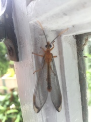 Nymphidae