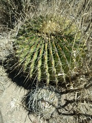 Ferocactus histrix
