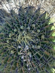 Ferocactus histrix