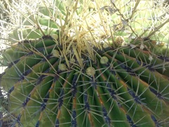 Ferocactus histrix