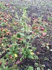 Arabidopsis thaliana